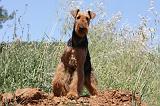 AIREDALE TERRIER 264
